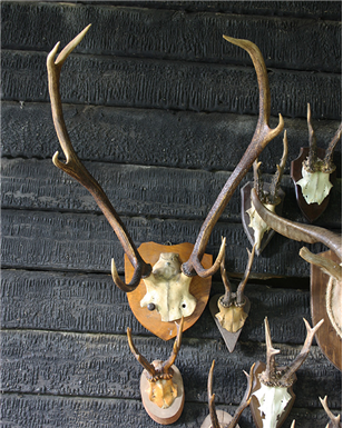seven Point Mounted Deer Antlers