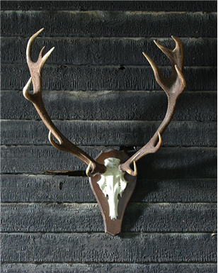 twelve point deer antler