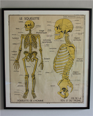 skeleton Poster 8