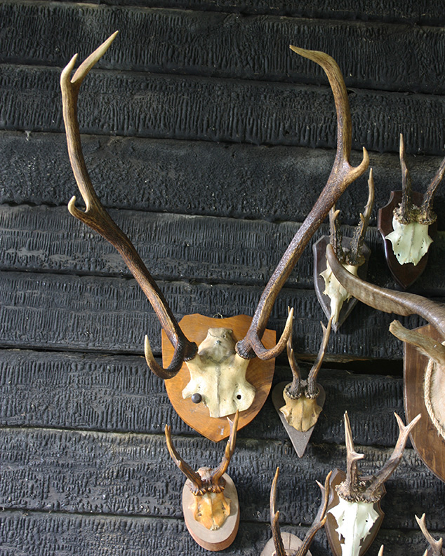 seven  Point Mounted Deer Antlers