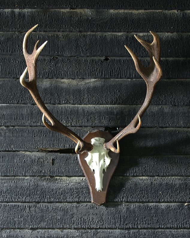 twelve point deer antler