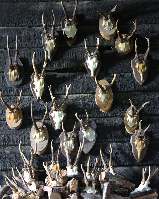 Small Deer Antlers