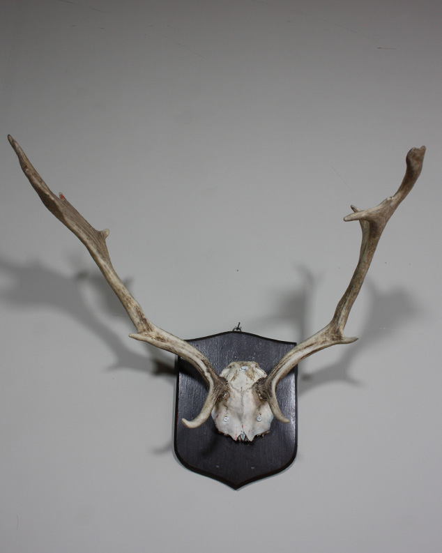 mounted Deer Antlers