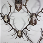 Mounted Deer/Ram Antlers