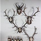 Mounted Deer/Ram Antlers