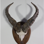 Mounted Deer/Ram Antlers