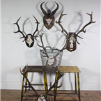 Mounted Deer/Ram Antlers