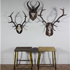 Mounted Deer/Ram Antlers