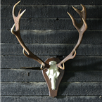 twelve point deer antler