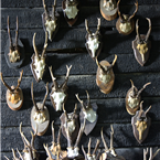 Small Deer Antlers