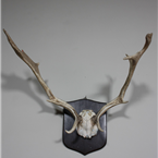 mounted Deer Antlers